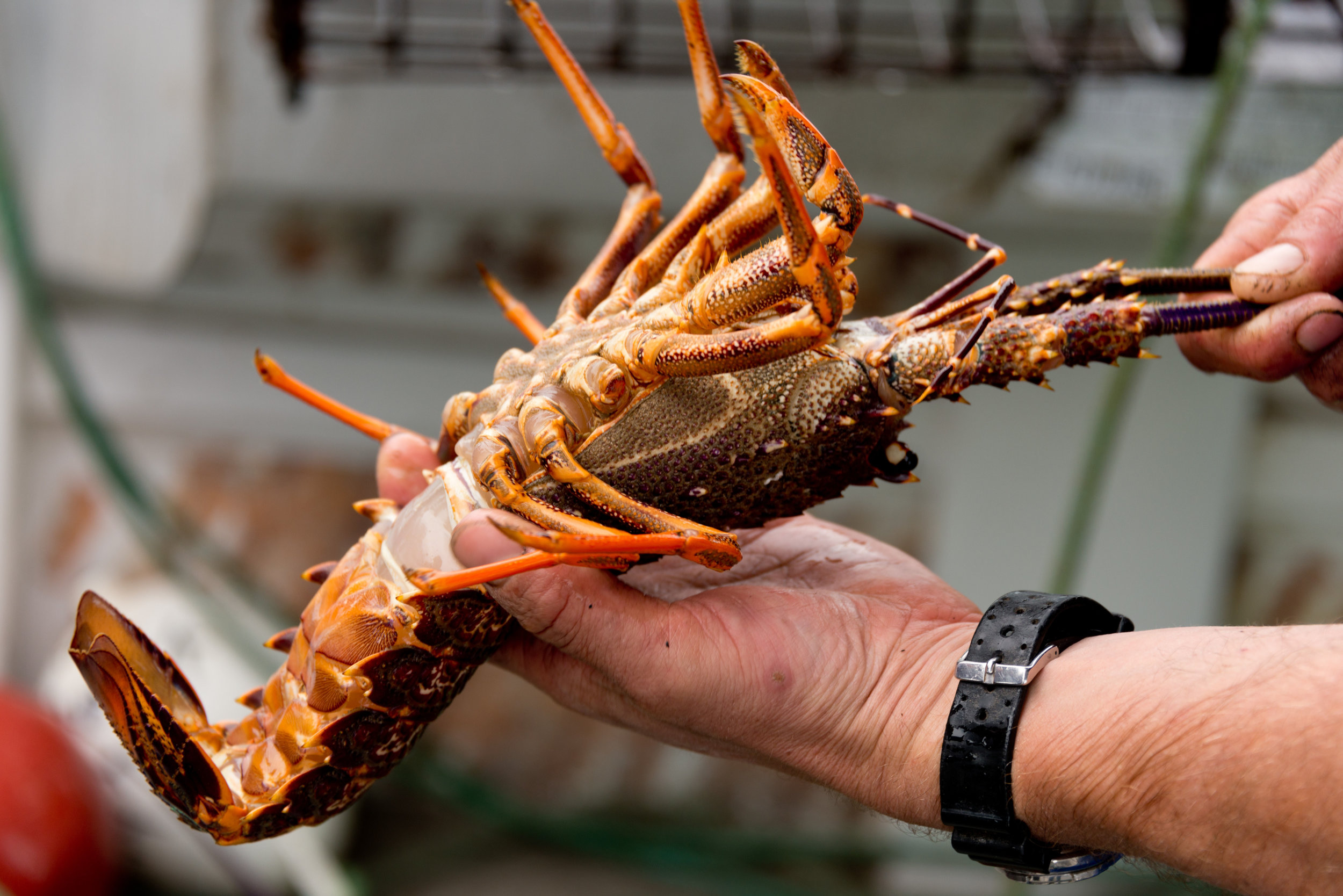 Fishing boat offshore with guests holding caught crayfish