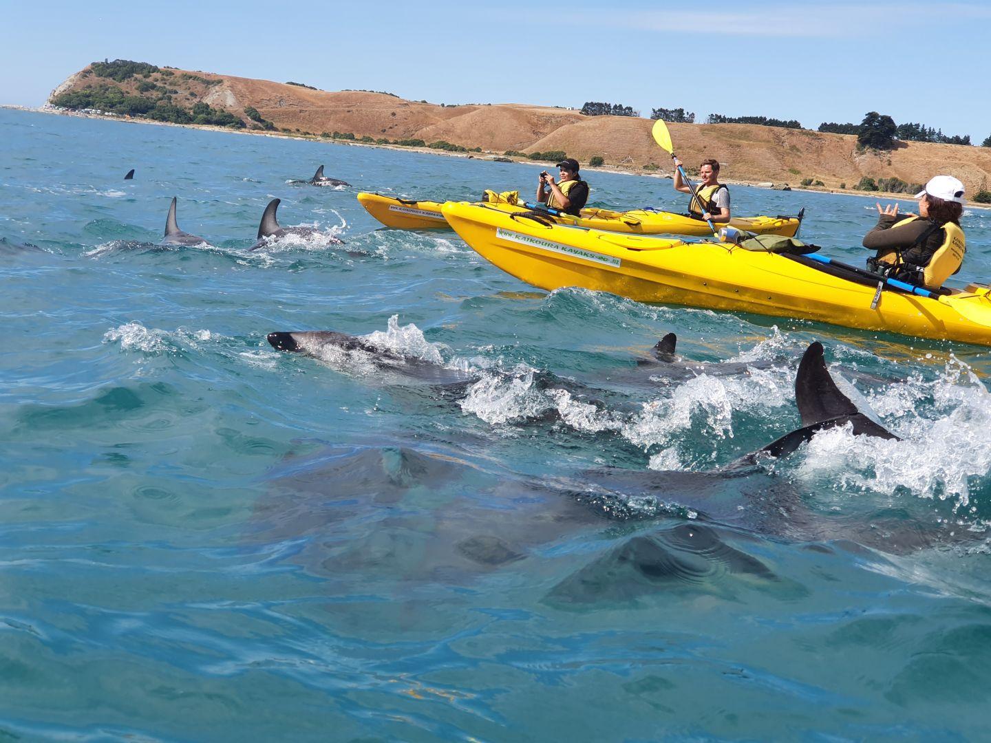 Kayakers paddling near dolphins off Kaikoura