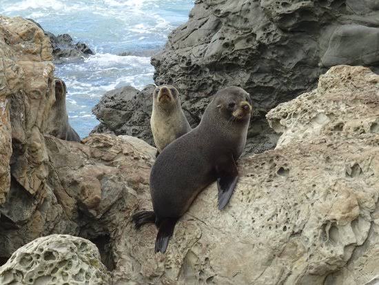 Kaikoura Seal Colony viewing area with seals on rocky shoreline