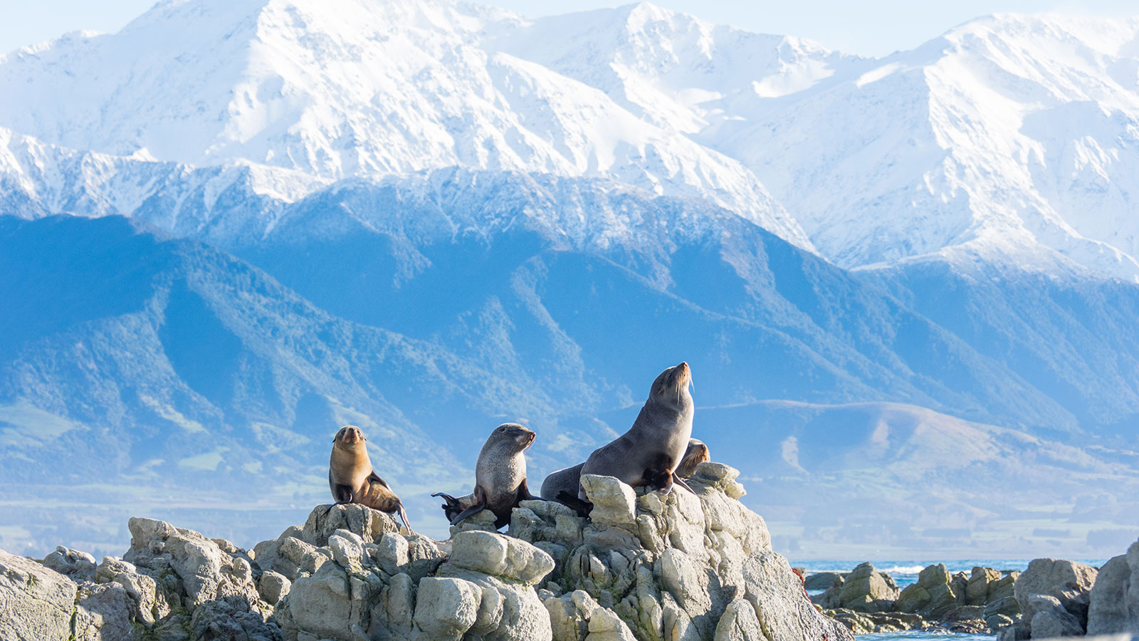 Seals resting on the rocks at Kaikoura Seal Colony