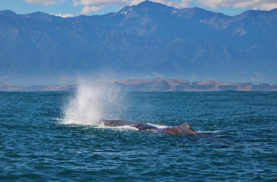 Sperm whale blow near boat