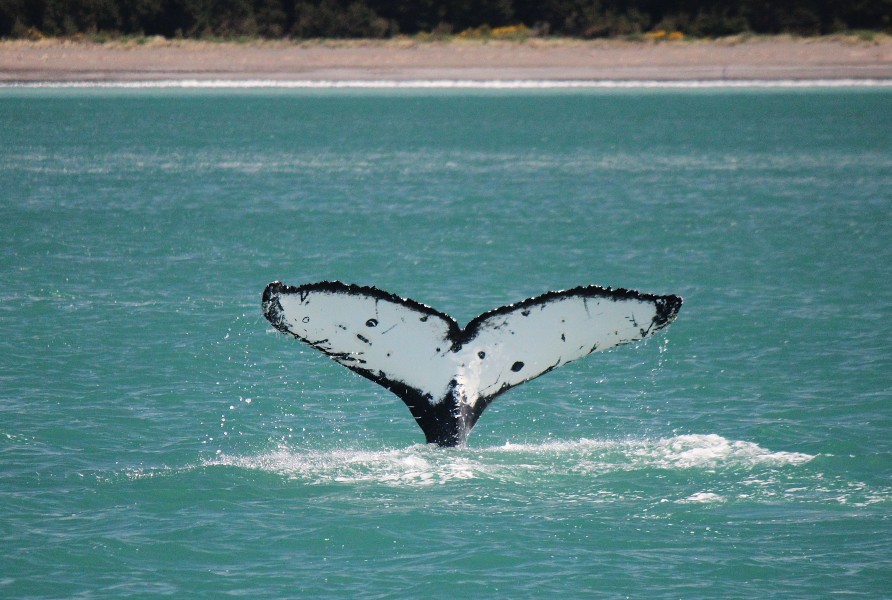Humpback whale tail at sea