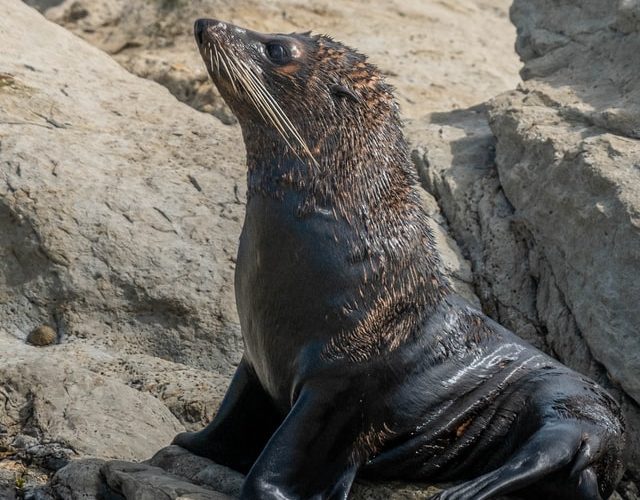 Seal